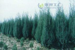 供應檜柏苗木價格_供應檜柏苗木廠家_世界工廠網產品信息庫