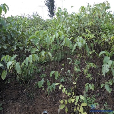 溫185核桃苗 鄭優新品種，泰安旺運苗木中心專業供應