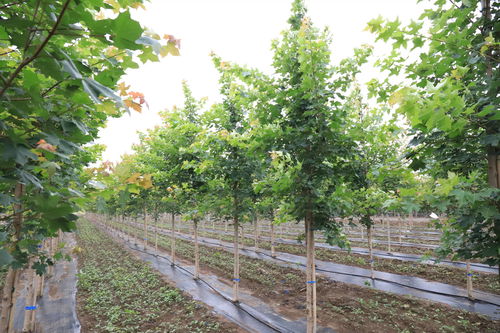 高溫多雨桑拿天，苗木養護管理全攻略