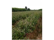 南縣鴻亨苗木種植專業合作社 為您呈現優質苗木產品