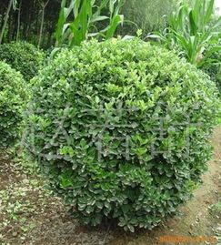 火爆直銷優(yōu)質(zhì)綠化苗木 探索海桐小苗與海桐球的園藝價(jià)值與市場(chǎng)前景