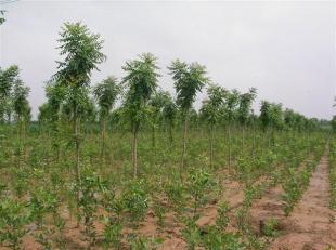 北京欒基地歐楓苗木 世界工廠網(wǎng)上的農(nóng)副產(chǎn)品新星