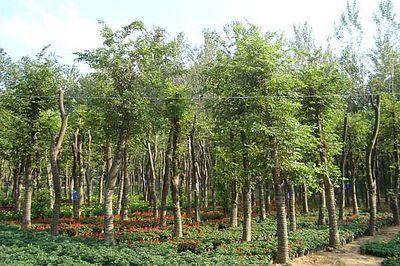 景觀精品大市場(chǎng) 大規(guī)格苗木的機(jī)遇與挑戰(zhàn)